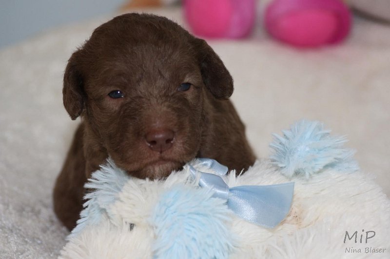 2011-05-15 Puppies Candy & Svet (23).jpg